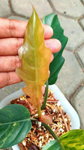 Philodendron Caramel Marble Variegated image 1