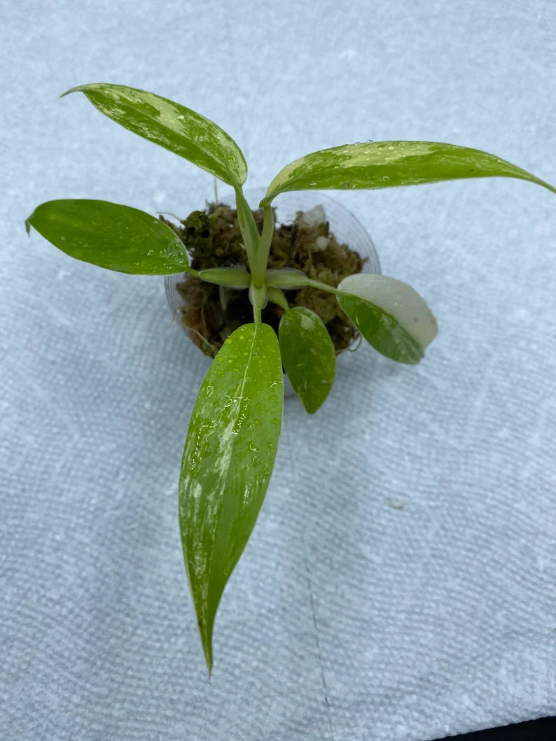 Philodendron Variegated Domesticum Babies. Fully Rooted. image 7