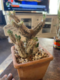 Pachypodium — Group Collection image 2