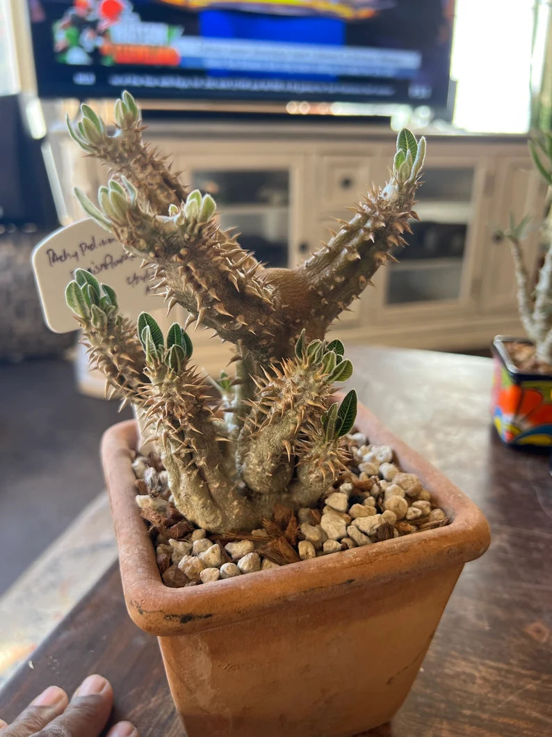 Pachypodium — Group Collection image 2