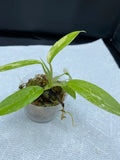 Philodendron Variegated Domesticum Babies. Fully Rooted. image 1