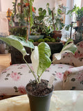 Half moon: 4 Leaves monstera Albo borsiagina white tiger - Express image 5