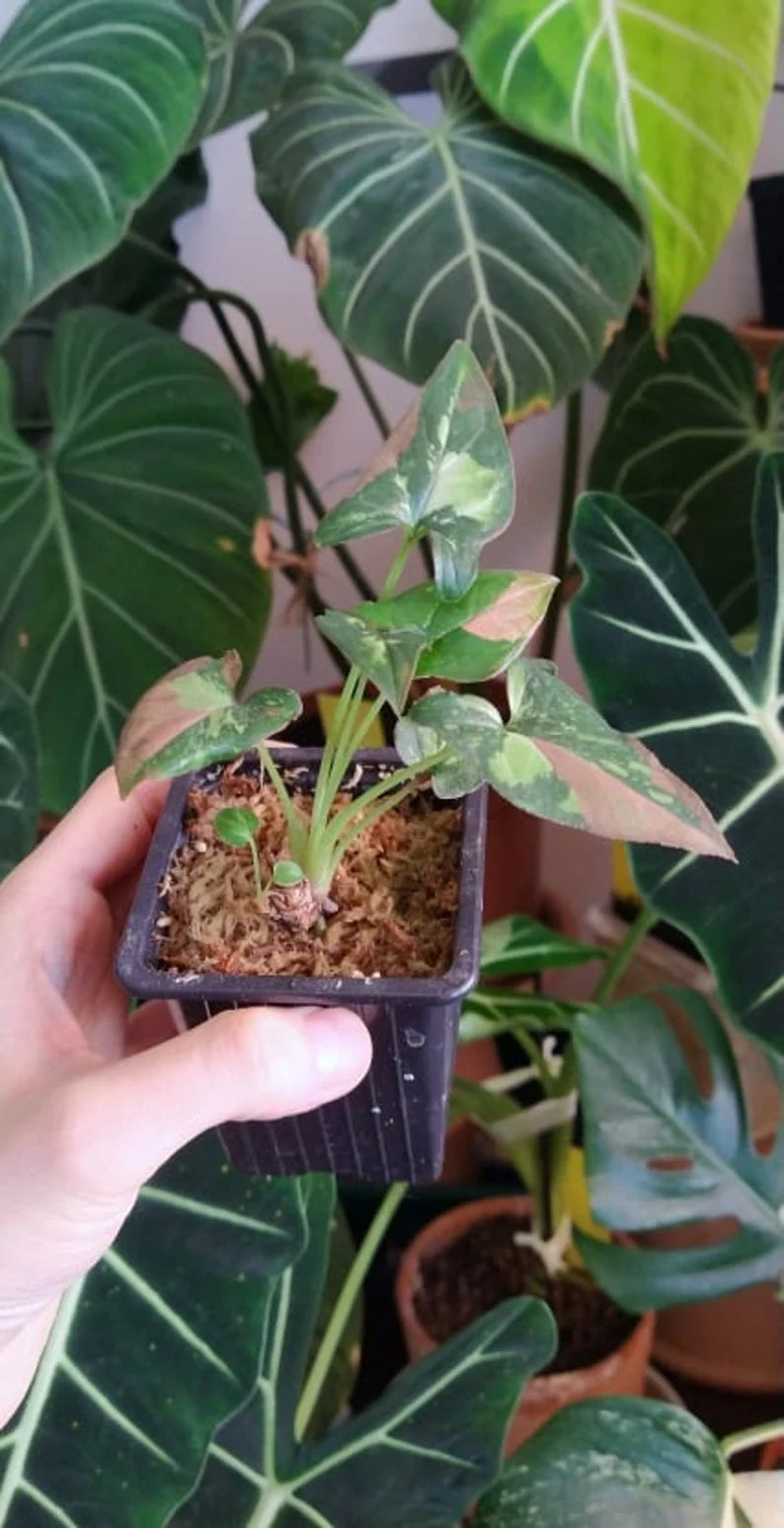 Syngonium red spot tricolor baby plant n.2 image 1