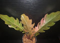 Philodendron Caramel Marble Plant Well Rooted image 0