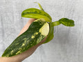Philodendron domesticum variegated image 4