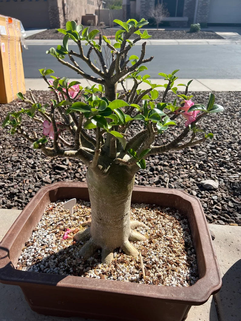 Rachinee RCN—Thai Arabicum image 0