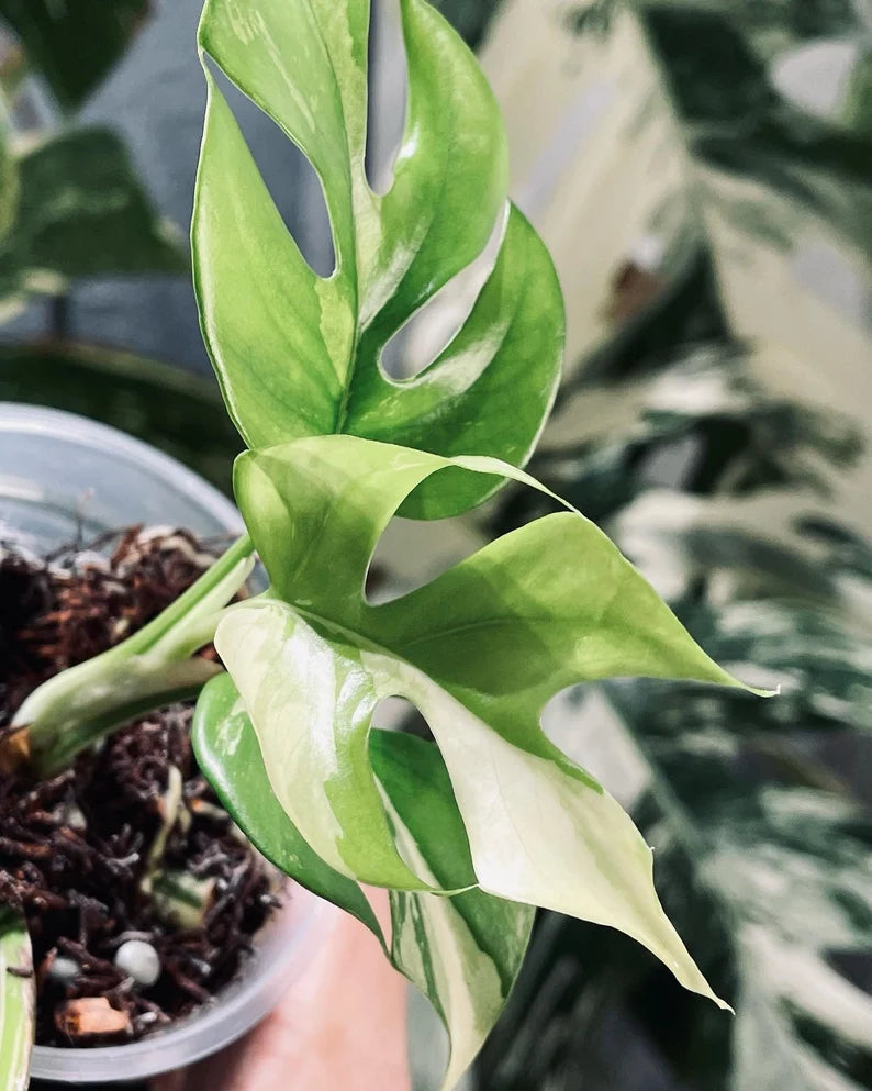 Rhaphidophora Tetrasperma Paragon Albo Variegated image 0