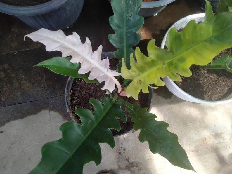 Philodendron Ring of Fire Variegated — Pink, Rare image 0