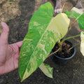 Philodendron Domesticum Variegated — 1 Pot image 2