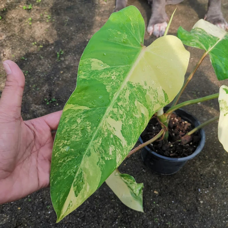 Philodendron Domesticum Variegated — 1 Pot image 2