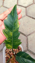 Philodendron Caramel Marble Variegated image 2
