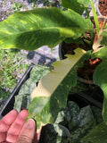 Very Rare Philodendron Ring of Fire Variegata - Large size image 9