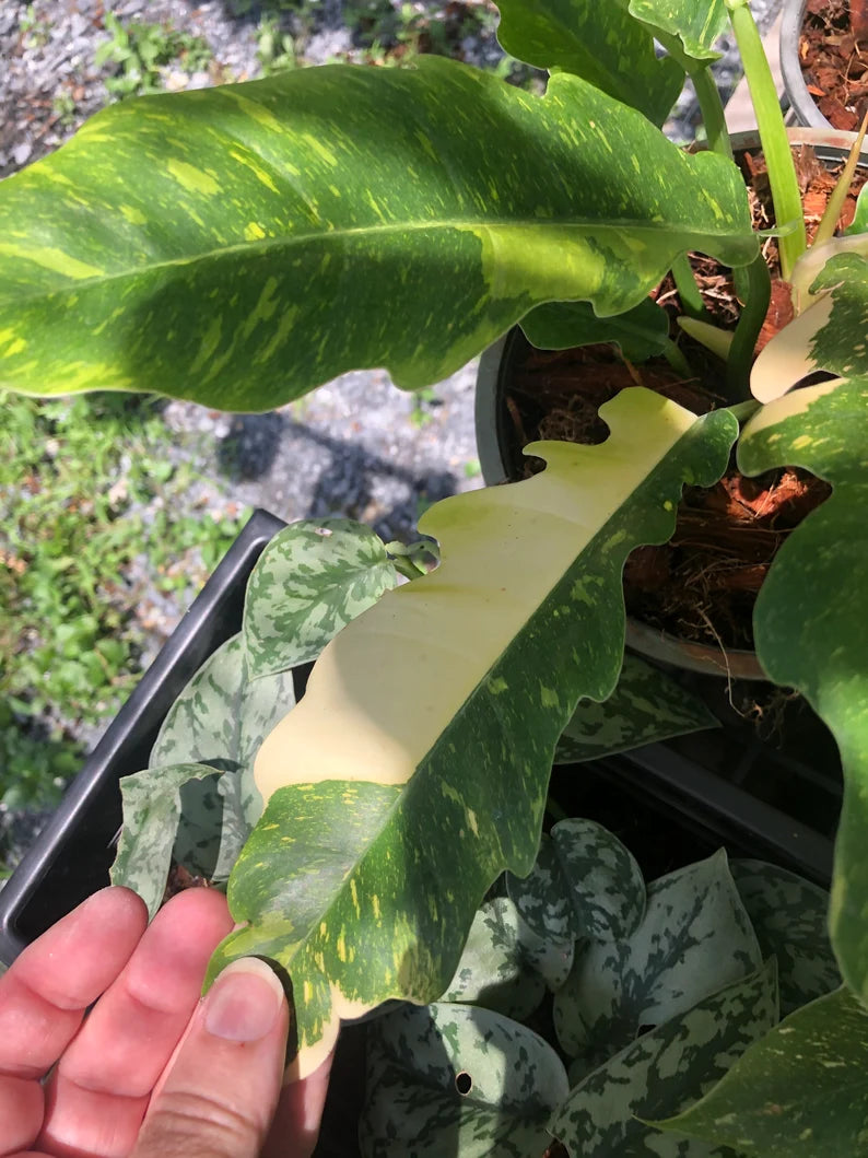 Very Rare Philodendron Ring of Fire Variegata - Large size image 9