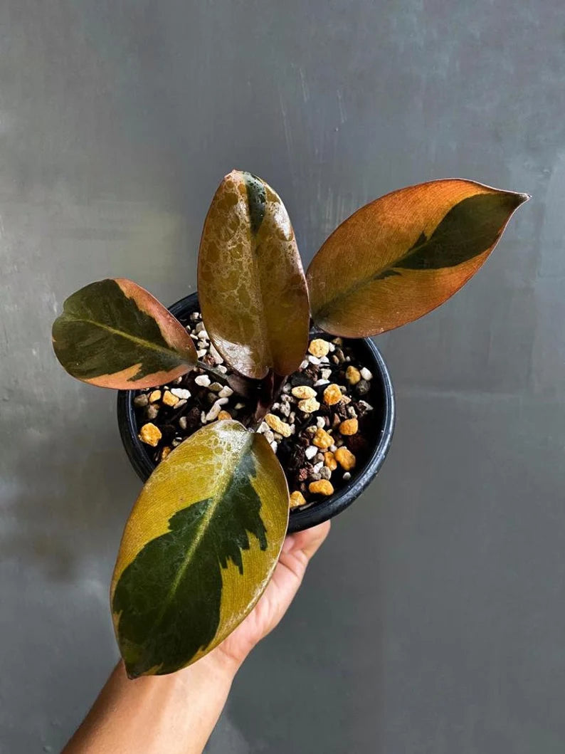 Philodendron Black Cardinal Variegated image 0