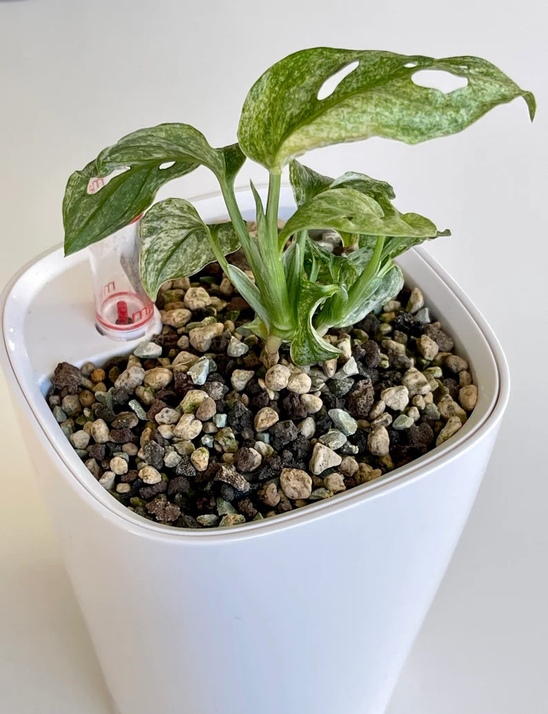 Monstera Adansonii Mint - whole plant. Phyto included! image 5