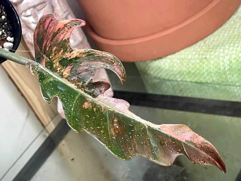 Highly Variegated Philodendron Caramel Marble rooted plant ( pic.2-9th), RARE#1 image 5