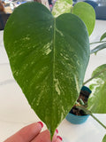 Monstera Albo FULL PLANT image 4