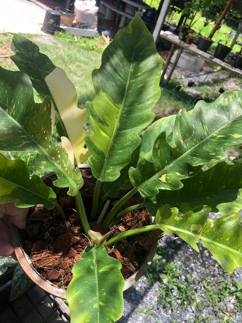 Very Rare Philodendron Ring of Fire Variegata - Large size image 6