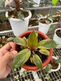 Philodendron Black Cardinal Variegated image 1