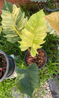 1x Philodendron caramel marble variegated image 1