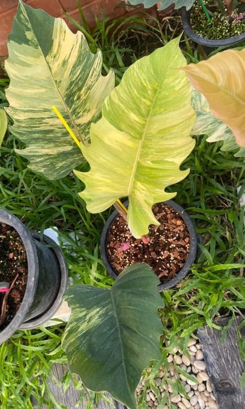 1x Philodendron caramel marble variegated image 1