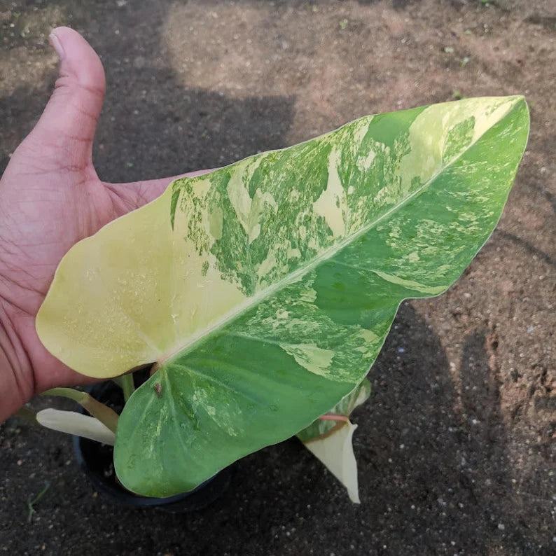 Philodendron Domesticum Variegated — 1 Pot image 4
