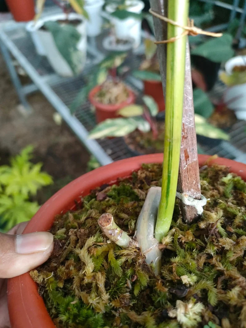 Philodendron Bipennifolium Violin variegated image 1