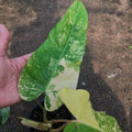 Philodendron Domesticum Variegated — 1 Pot image 5