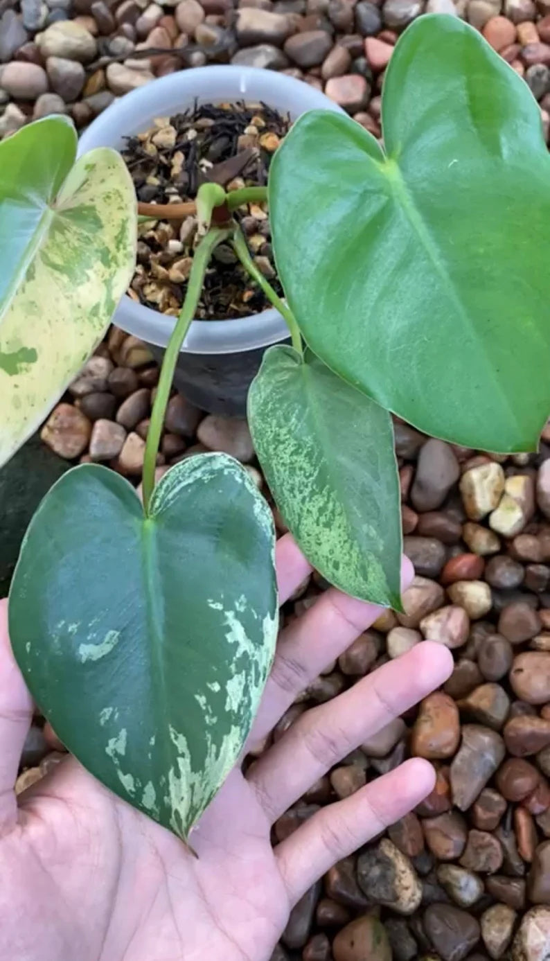 Philodendron Ilsemanii Variegated image 2