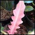 Philodendron Ring of Fire Variegated — Pink, Rare image 1