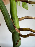 Variegated Monstera Deliciosa Albo Borsigiana 3 Leaves image 6