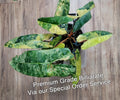 Premium Quality Variegated Billietiae - Extra RARE Collector Plant image 1