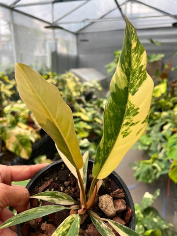 Philodendron Caramel Marble Variegated Fully Rooted Baby Plant image 0
