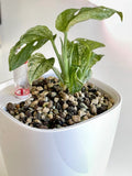 Monstera Adansonii Mint - whole plant. Phyto included! image 4