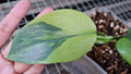 Philodendron bipennifolium Variegated / violin Variegated image 3