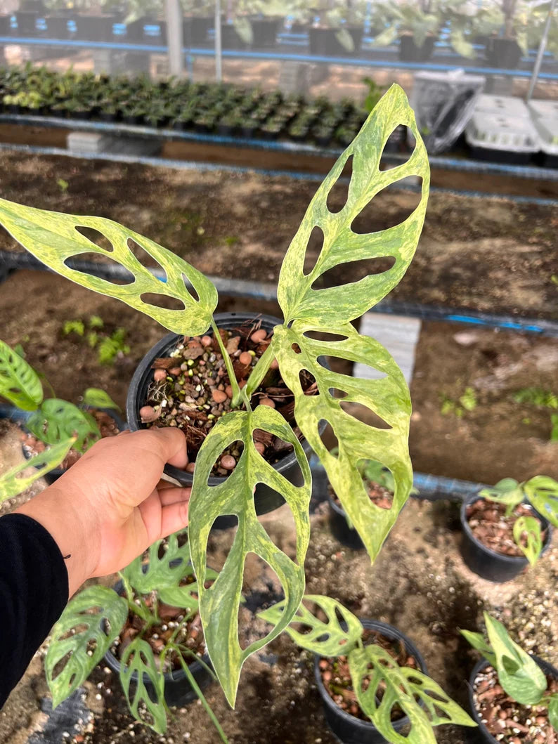 Lot of 5x Monstera Adansonii Mint Variegation Rooted Plants image 2