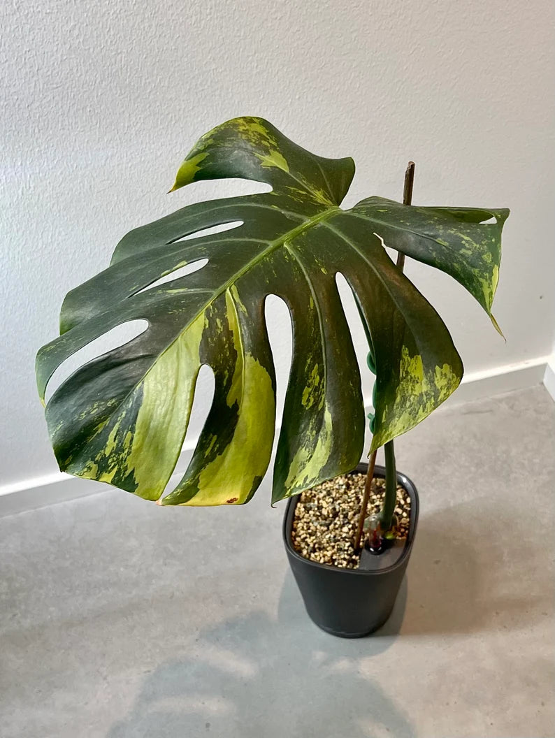 Monstera Deliciosa Sport Variegata — Green on Green, Large Form image 6