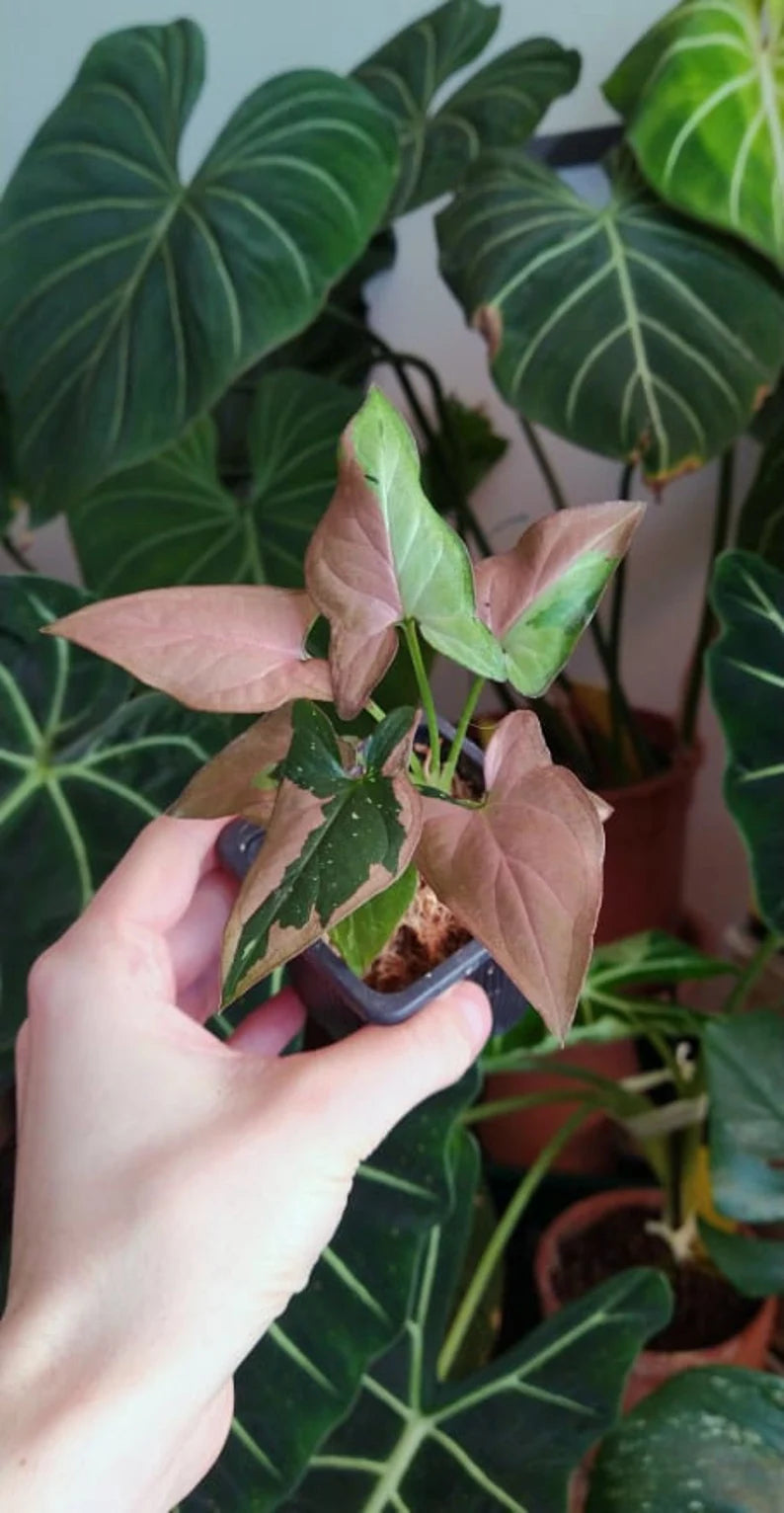 Syngonium red spot tricolor baby plant image 2