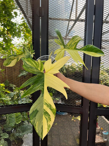 Philodendron Florida Beauty Variegated Fully Rooted Plant 3 leaves image 0