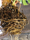 Monstera Albo Borsigiana image 4