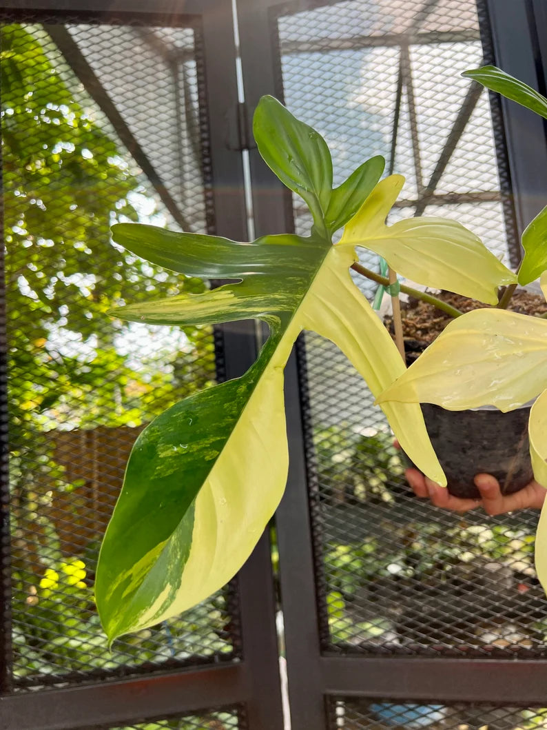 Philodendron Florida Beauty Variegated Fully Rooted Plant 4 big leaves image 3