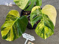 Rare monstera borsigiana aurea variegated image 3