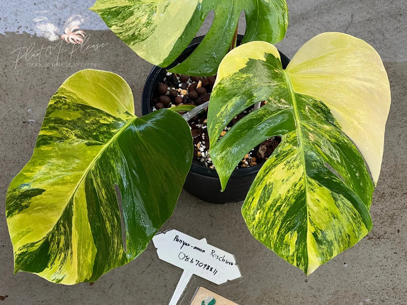 Rare monstera borsigiana aurea variegated image 3