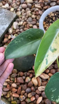 Philodendron Ilsemanii Variegated image 3