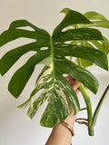Variegated Monstera Deliciosa Albo Borsigiana 3 Leaves image 4