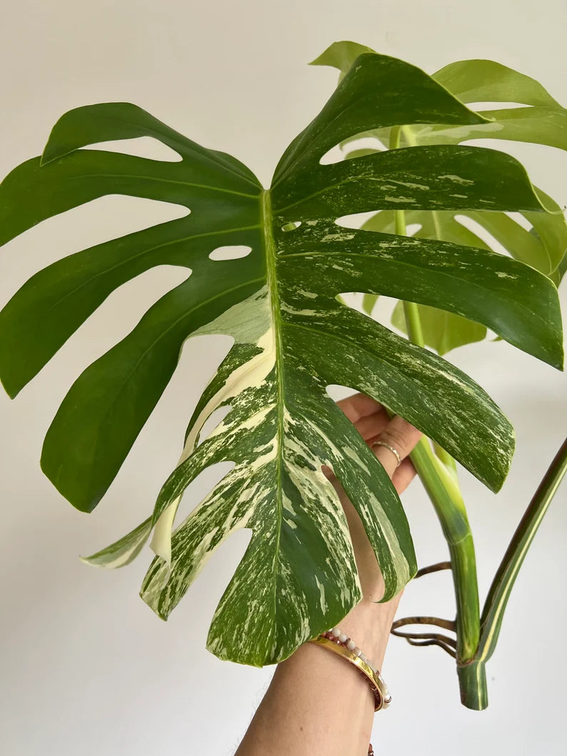 Variegated Monstera Deliciosa Albo Borsigiana 3 Leaves image 4