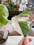 Half moon: 4 Leaves monstera Albo borsiagina white tiger - Express image 4