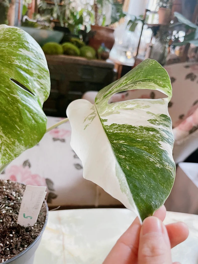 Half moon: 4 Leaves monstera Albo borsiagina white tiger - Express image 4
