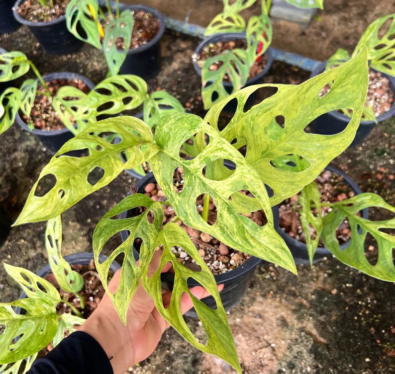 Lot of 5x Monstera Adansonii Mint Variegation Rooted Plants image 0