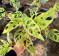 Lot of 5x Monstera Adansonii Mint Variegation Rooted Plants image 0